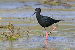 Black Stilt